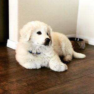 Meet your Posher, Matti